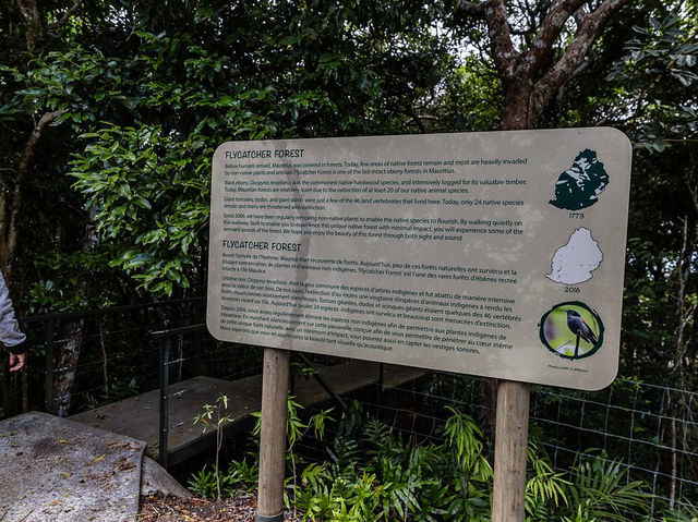 Ebony Forest Reserve Mauritius - Lovable tress on earth
