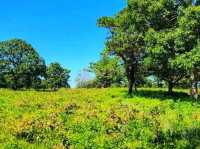 ๐๐๏ธ Cape Cod National Seashore โ Where Land Meets Endless Blue