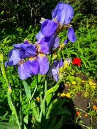 🌿 Reader Rock Garden – Calgary’s Historic Hillside Botanical Retreat