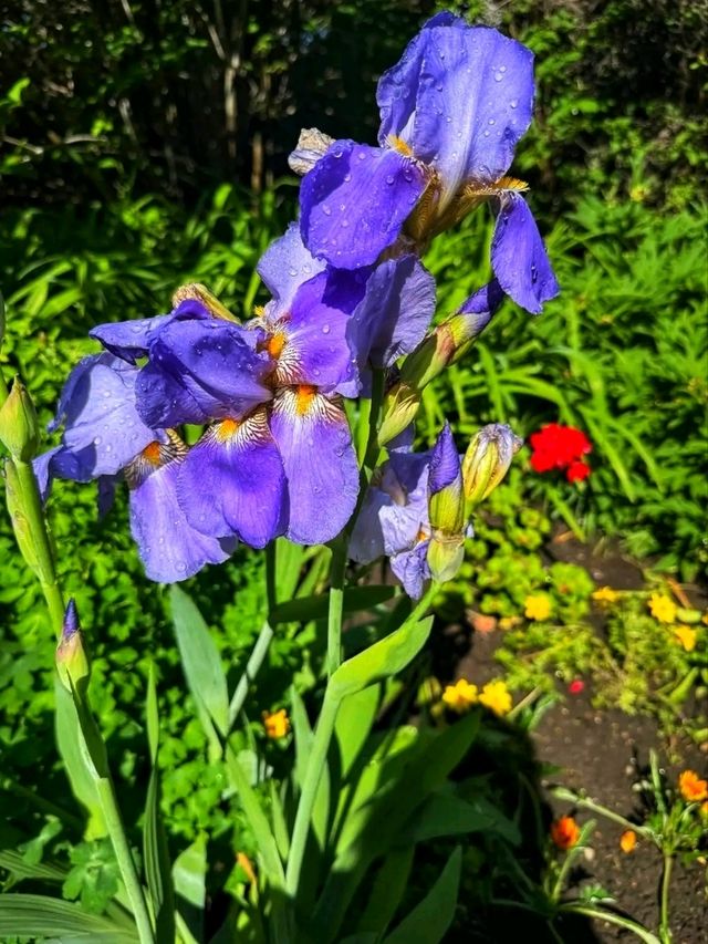 🌿 Reader Rock Garden – Calgary’s Historic Hillside Botanical Retreat 🌿 Reader Rock Garden – Calgary’s Historic Hillside Botanical Retreat