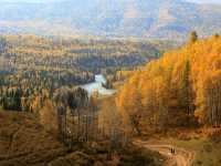 “Golden Forest of Kanas Lake”