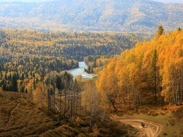 “Golden Forest of Kanas Lake” “Golden Forest of Kanas Lake”