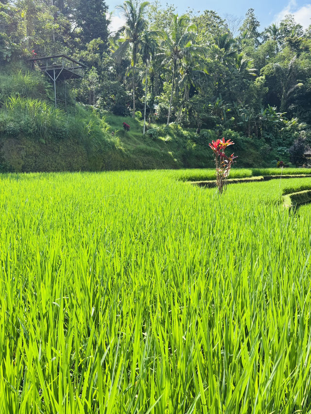 Tegalalang Rice Terrace