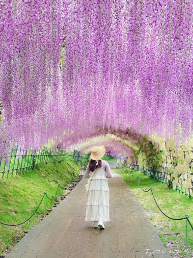 2026年 北九州市藤の花見おすすめ| Trip Moments