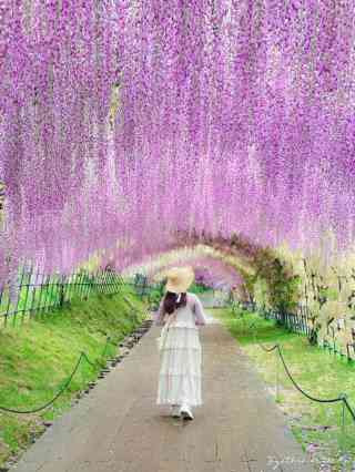 全国1000万人の「藤」の字の世界 2026年 北九州市藤の花見おすすめ| Trip Moments
