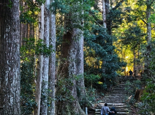 聖なる森 熊野古道を歩く 木製ボード 熊野古道 —— 時と森を抜ける聖なる道を歩く。 | Trip.com 田辺