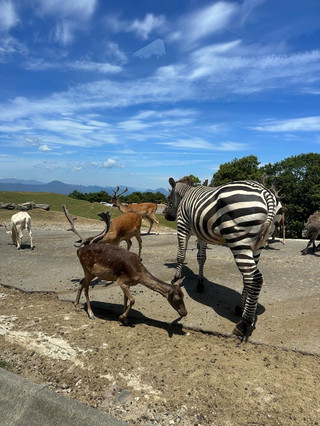 【福岡必見】野生動物と至近距離で触れ合う!福岡市動植物園&アフリカンサファリ ジャングルバスの旅