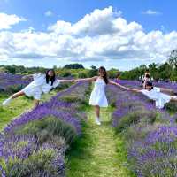 Lost in a sea of lavender 💜🌿 