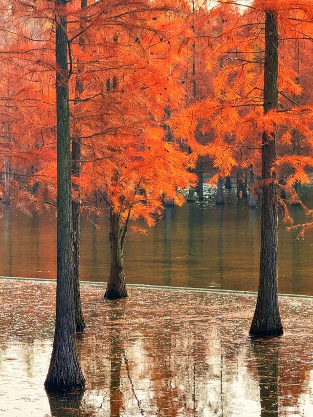 白鷺湾湿地公園