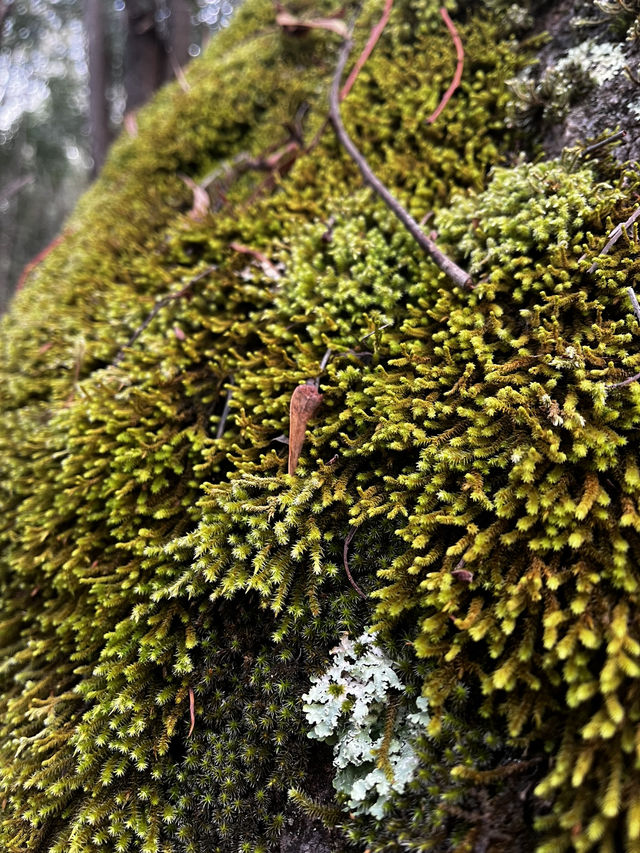 Nature beauty near Canberra