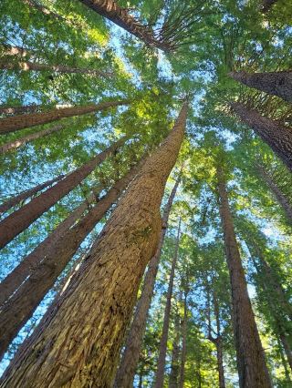 オーストラリアにあるレッドウッドの森🌲