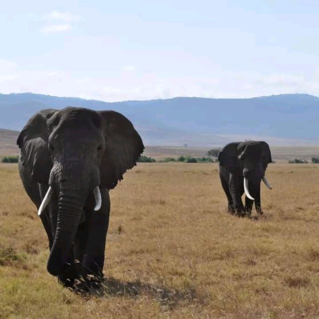 three days safari ngorongoro crater 