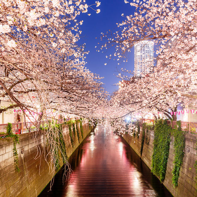 Sakura Spectacle: Tokyo's Blossom Ballet!🌸