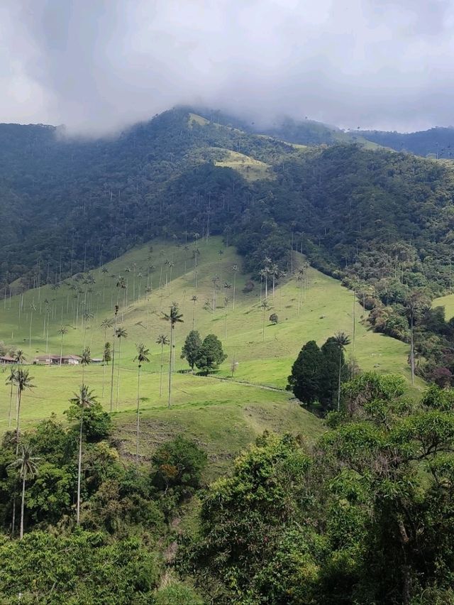 Cocora valley 
