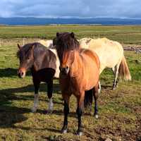 Riding tiny horses in Iceland 🗺️