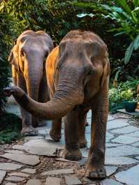 Four Seasons Tented Camp Golden Triangle, Thailand