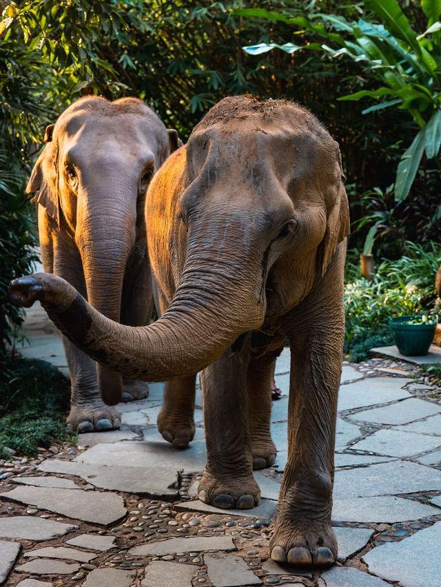 Four Seasons Tented Camp Golden Triangle, Thailand