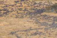 7 Days Wildebeest Migration 