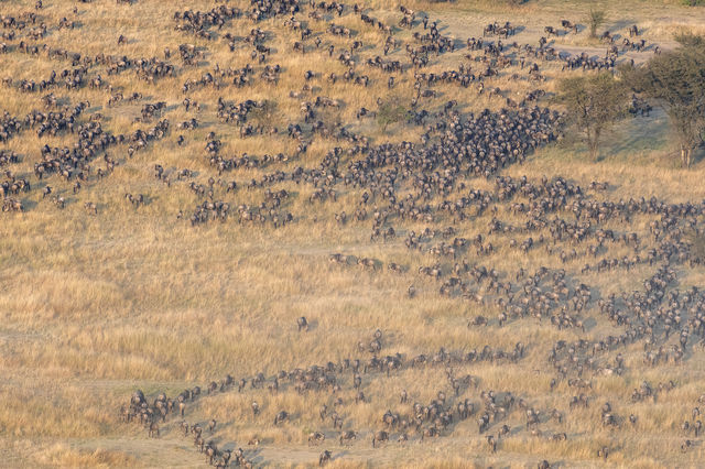 7 Days Wildebeest Migration 