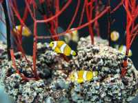 Enjoy marine-themed attractions @ SEA LIFE Bangkok Ocean World!