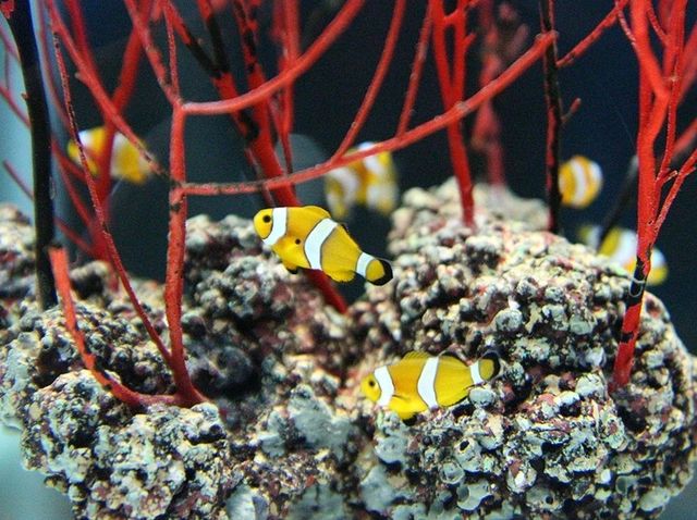 Enjoy marine-themed attractions @ SEA LIFE Bangkok Ocean World!