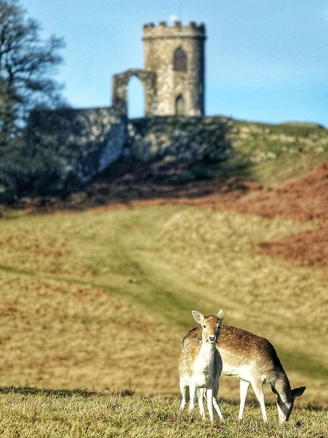 🌳🦌 Discover the Beauty of Bradgate Park in Leicester! 🏞️