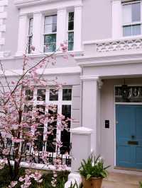 🌸 London’s Cherry Blossom Magic – Best Spring Viewing Spots!