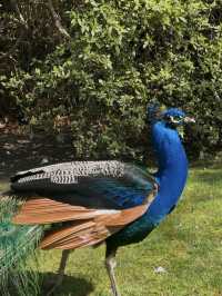 Isola Madre — Garden Glam & Peacock Power