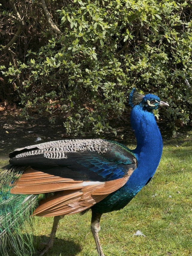 Isola Madre — Garden Glam & Peacock Power