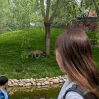 Beijing Wildlife Park from Daxing airport