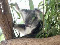 Koalas