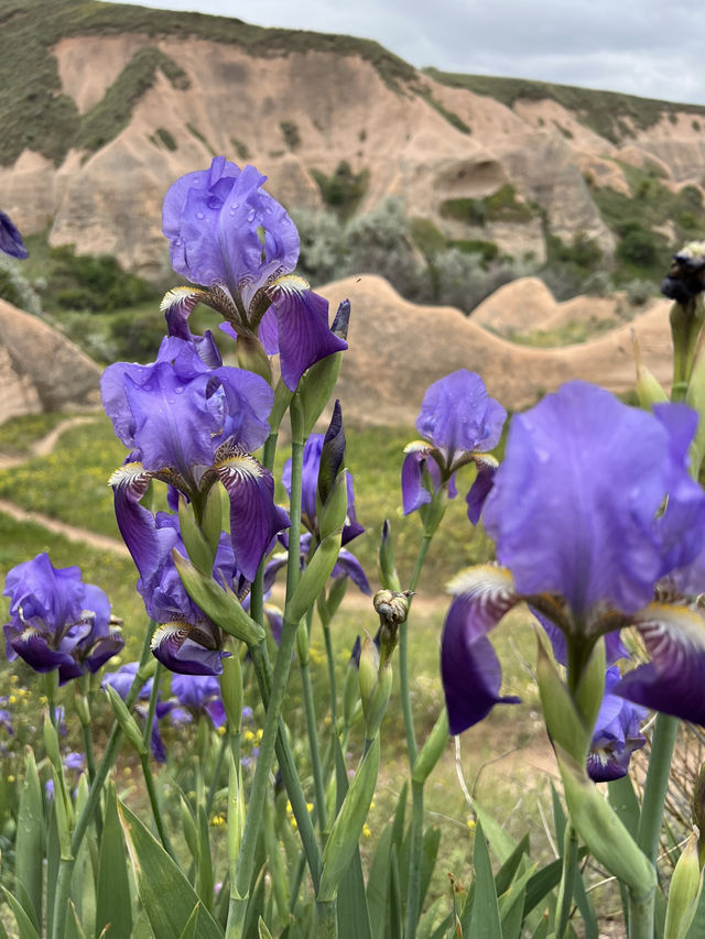 Cappadocia: Rose Valley in Bloom