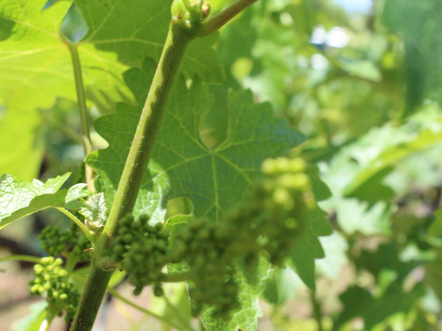 Napa Valley - where the wine is bottled poetry