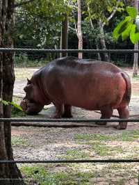 Signature Phu Quoc Safari ! Must see!