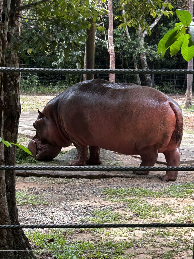 Signature Phu Quoc Safari ! Must see!