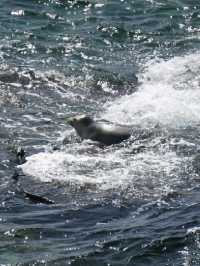 Puffin Watching on the Isle of May – A Seabird Safari to Remember!