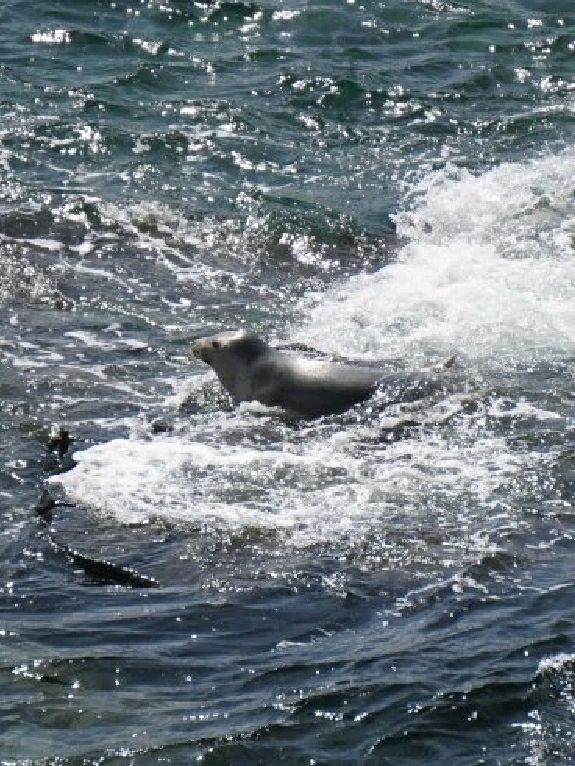 Puffin Watching on the Isle of May – A Seabird Safari to Remember!