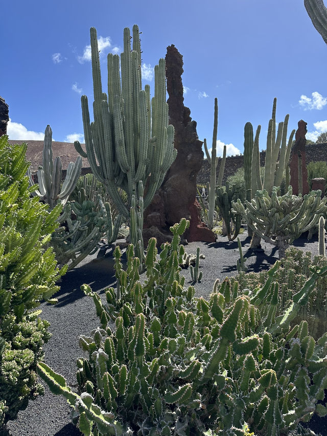 The Cactus Garden in Lanzarote: Volcanic Landscapes, Art, and a Restaurant With a View