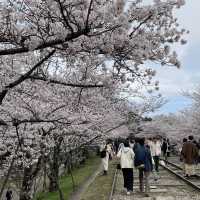 京都終極賞櫻攻略🌸 蹴上鐵道&哲學之路
