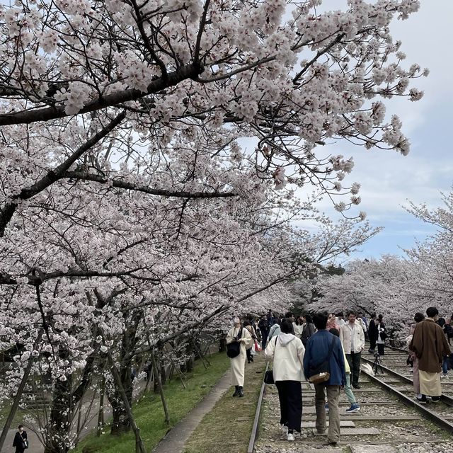京都終極賞櫻攻略🌸 蹴上鐵道&哲學之路