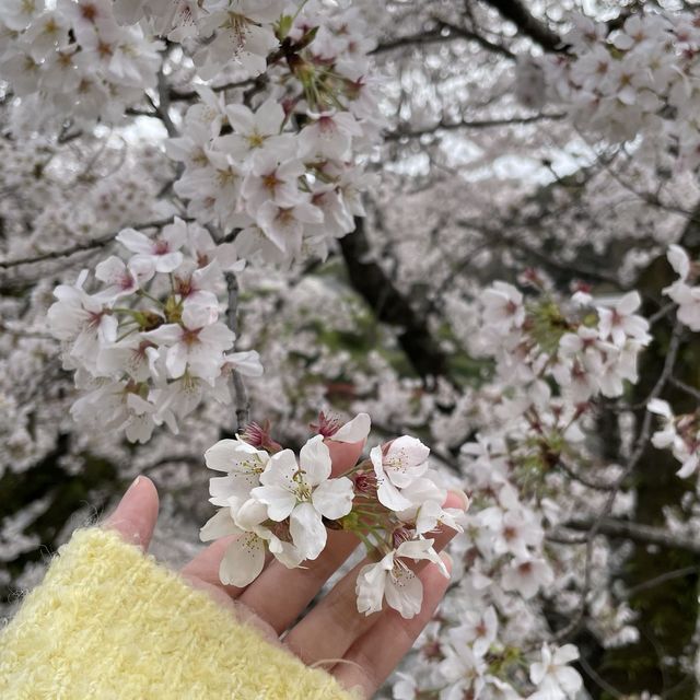京都終極賞櫻攻略🌸 蹴上鐵道&哲學之路