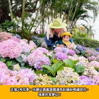 期間限定💜元朗紫色繡球花