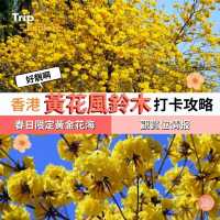 上環黃花鈴木花打卡攻略🌼