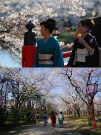 Spring is here, go to Japan and attend a cherry blossom festival!