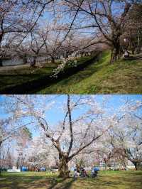 Spring is here, go to Japan and attend a cherry blossom festival!