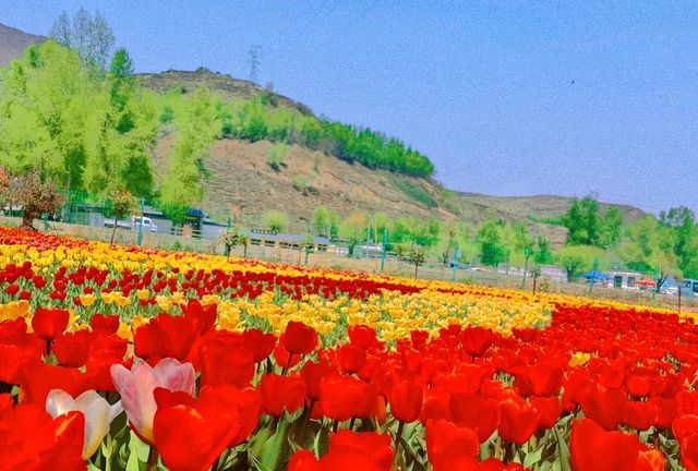Qinghai Seven-color Flower Sea