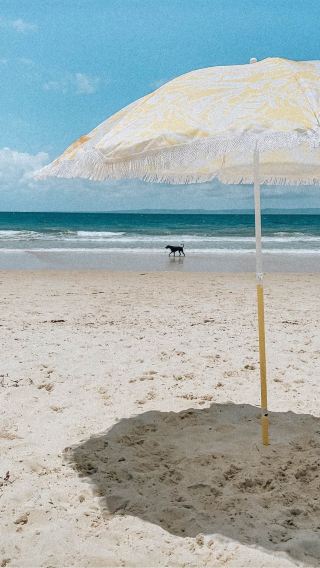 Companionship by the Shore: Farewell to Furry Friend 🐾🏖️