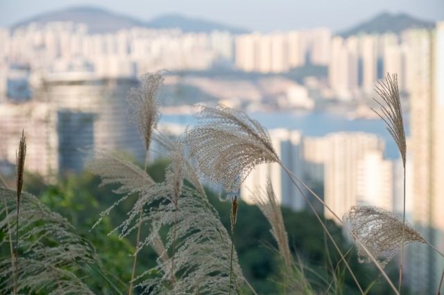 西灣河後山小徑．一小時散步之旅