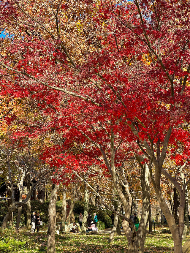 接下來的蘇州天花板｜只剩下這幾顆紅楓樹