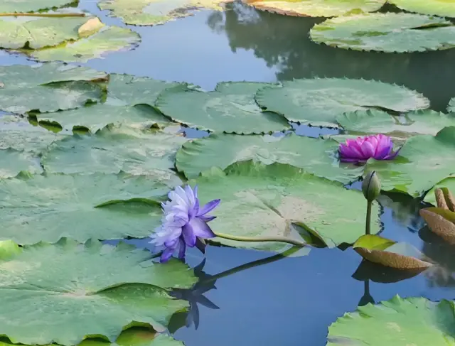 Nanning People's Park|Weekend appointment for the water lily exhibition